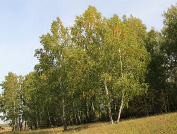 Около миллиарда рублей на охрану и защиту лесов от пожаров в 2024 году направят власти Свердловской области