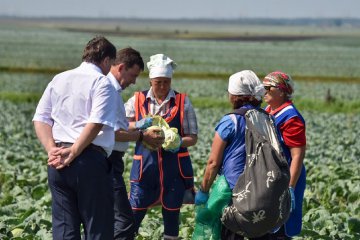 Евгений Куйвашев: сельхозпредприятия потеряли четверть урожая, ущерб превысил четыре миллиарда рублей