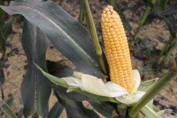 Аграрии Свердловской области выбрали среди 38 гибридов кормовой кукурузы лучшие образцы
