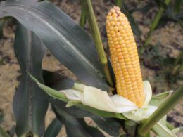 Аграрии Свердловской области выбрали среди 38 гибридов кормовой кукурузы лучшие образцы