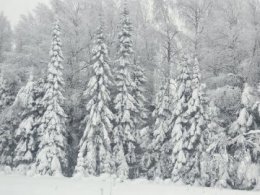 Жители Свердловской области смогут заготовить новогоднюю ель с 16 декабря