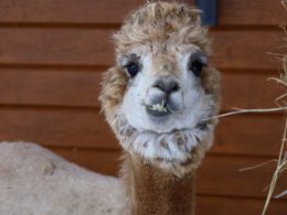 «Облачко на ножках»