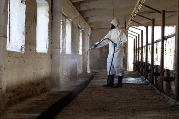 После большой воды: дезинфекция, вакцинация, контроль