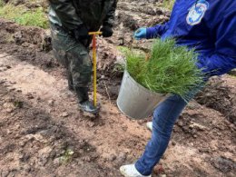 Более 168 тысячи деревьев высадили в Свердловской области в рамках акции «Сохраним лес»